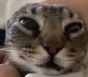 Derpa Derpa