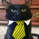 lawyer