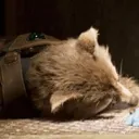 Rocket_Dead
