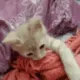 kittyIgnore