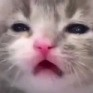 bruh_floppaa Discord emoji