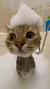 o_