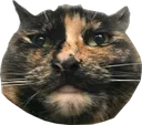 capwut
