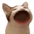 Pogcat pogcat Discord Emoji