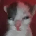 guh