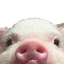 oinkers
