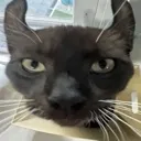 gato
