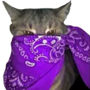6483purplebandanacat