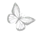 white_butterfly