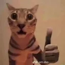 gato