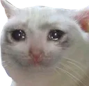 sAD_CAT