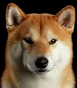 realisticdoge Discord Emoji