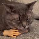catent Discord Emoji