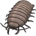 isopod