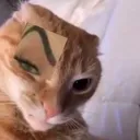 catraisedeyebrow
