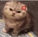cat_angry