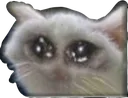 catsad