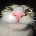gato_stare