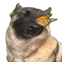 dogatpeacebutterfly dogatpeacebutterfly