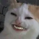 evilcat