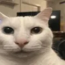cannycat