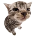 emoji_84