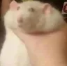 ratgrab
