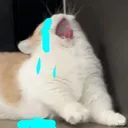sobbing_cat