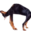 6352asukayang Discord Emoji