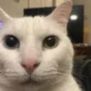 shlongis