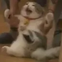 Cryingcatto Discord Emoji