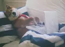 dogcoder