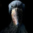 stork