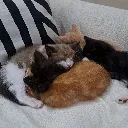 sleepykittenpile