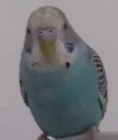 babisko