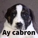 aycabron