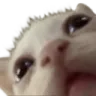 whatdidyousaypussy