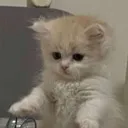 CM_catto Discord Emoji