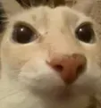 gato