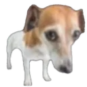 dawg
