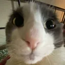 sog_earless sog_earless