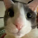 sog_earful sog_earful