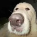 ayo