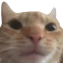 dencat