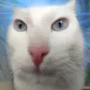 Cat1