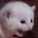 kitten_screm