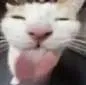 cat_lick