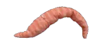 WormDance