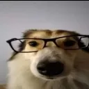 nerd_dog
