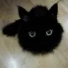 catball